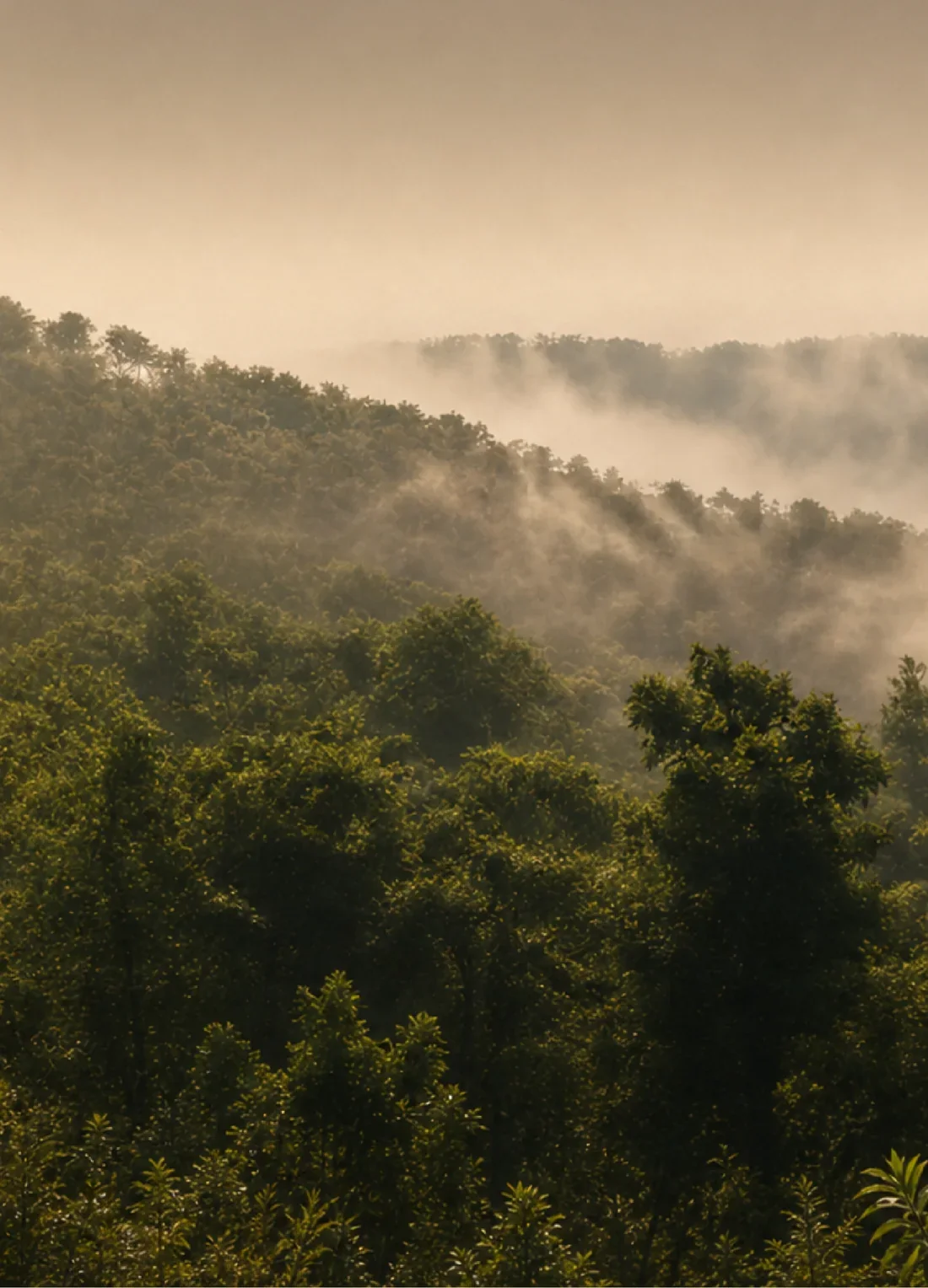 Mist drifting over the forested ridgelines of Sakleshpur